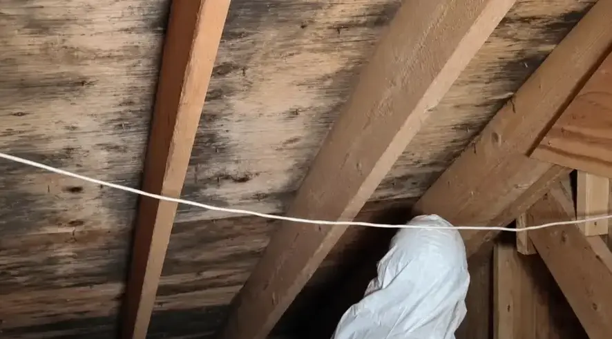 Adams Mold Remediation technician performing Attic Mold Removal in a Pueblo, CO home