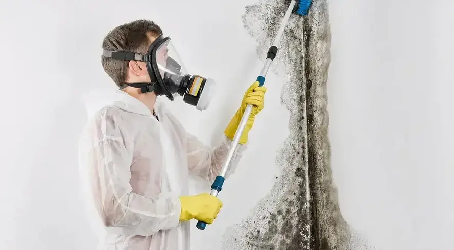 Adams Mold Remediation technician cleaning mold on wall in Pueblo, CO
