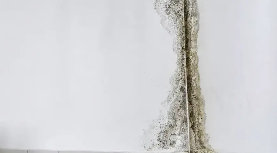 Mold removal Pueblo CO
